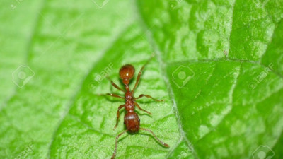 테스트용 개미 사진